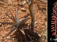 Aloe perryi Hamaderoh-Homhil Socotra JL DSC_0217.JPG